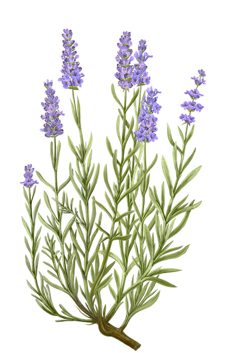 Lavender - Lavandula Angustifolia Carrière Frères Scented Candle 185g