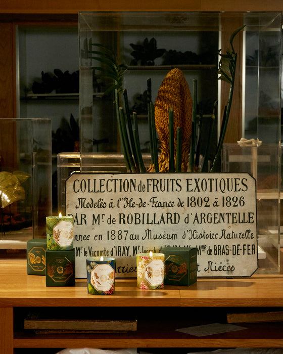 Absinthe ( Artemisia ) - The Museum Collection Carrière Frères Scented Candle 185g 苦艾