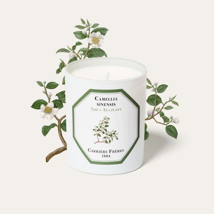 Tea Plant- Camellia (紅茶）Carrière Frères Scented Candle 185g