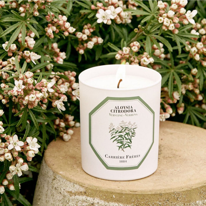 Verbena- Aloysia Citrodora (馬鞭草）Carrière Frères Scented Candle 185g